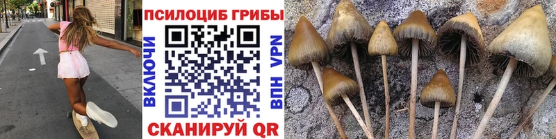 Купить  Дивногорск  Галлюциногенные грибы Psilocybine cubensis 